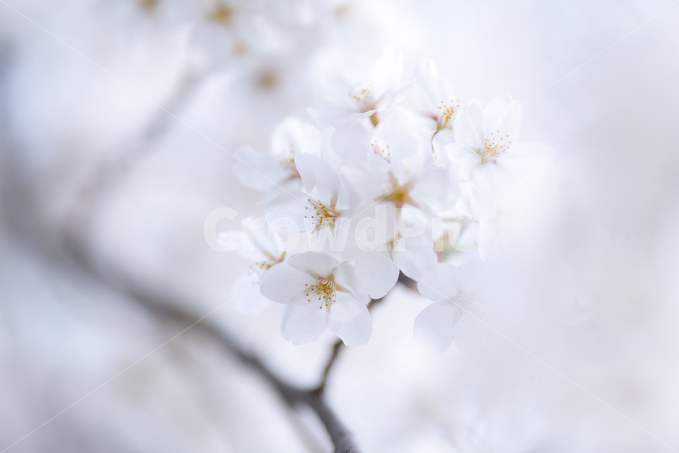 벚꽃,봄,사쿠라,벚꽃나무,꽃,봄꽃,봄,계절,spring,season,식물,자연,plants,nature,꽃,flower,plant