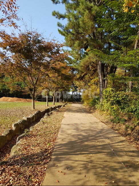 자연,나무,초여름,맑음,익산