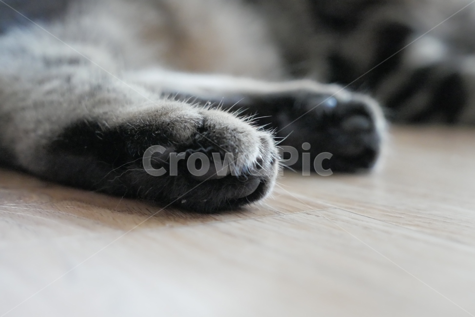 고양이,개냥이,동물,귀여운,cat,animal,동물,animal,포유류,mammal,고양이,cat,kitten,kitty