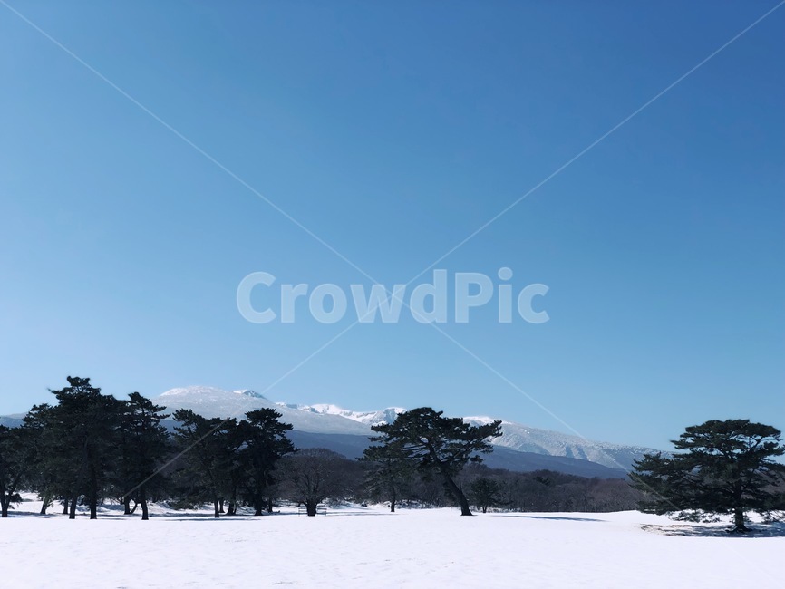 제주도,한라산,눈,나무,겨울,겨울,계절,winter,season,자연,풍경,nature,landscape,한국자연풍경,한국자연경관,korea nature landscape,제주도,jeju,jeju island,tree,plant,식물,abies,아비,fir,전나무,outdoors,옥외
