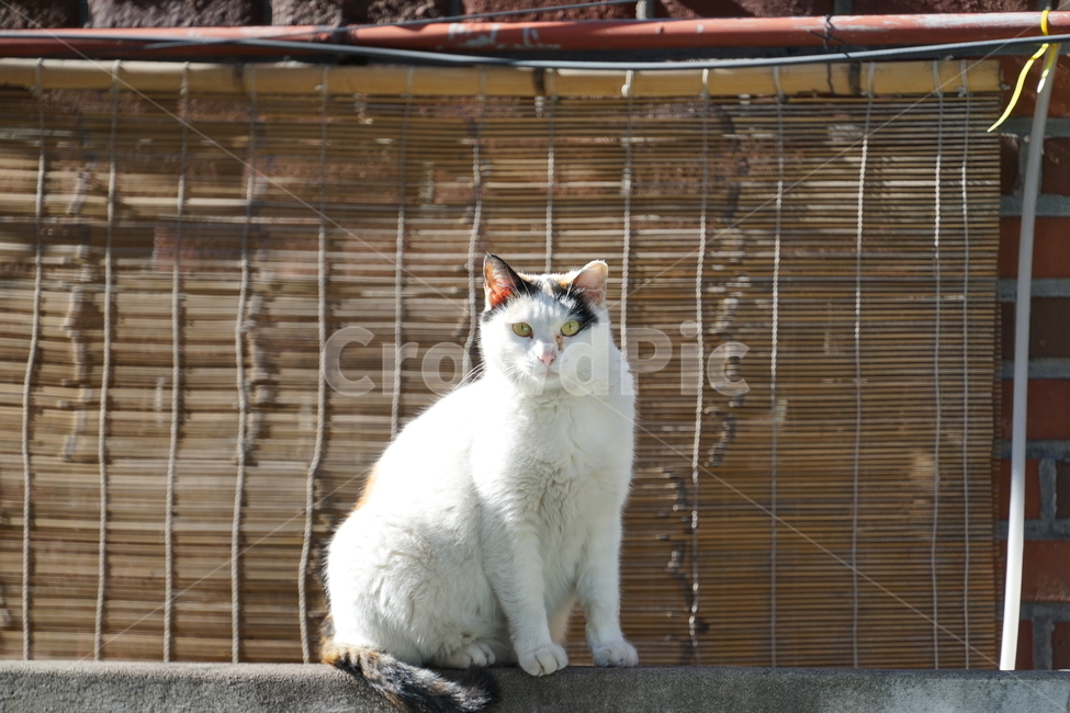 고양이,길냥이,캣,cat,animal