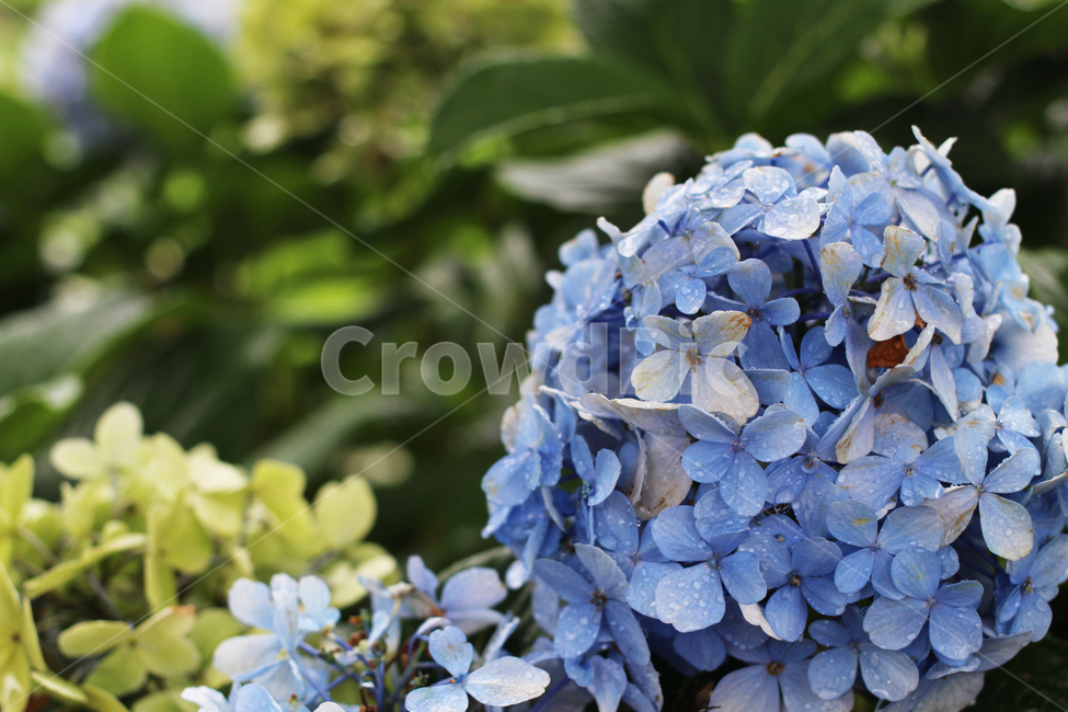 수국,꽃,flower,plant,식물,geranium,제라늄,blossom,파란색,식물,자연,plants,nature,꽃,flower