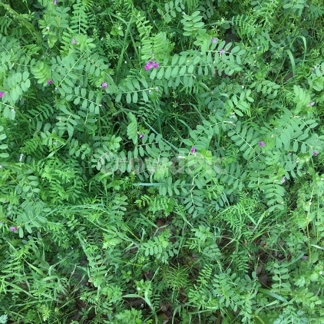 식물,plant,초목,초록색,풀,식물,자연,plants,nature,꽃,flower