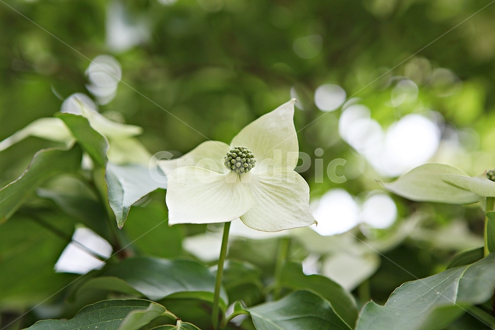 산딸나무,꽃,나무,나무잎,자연,배경