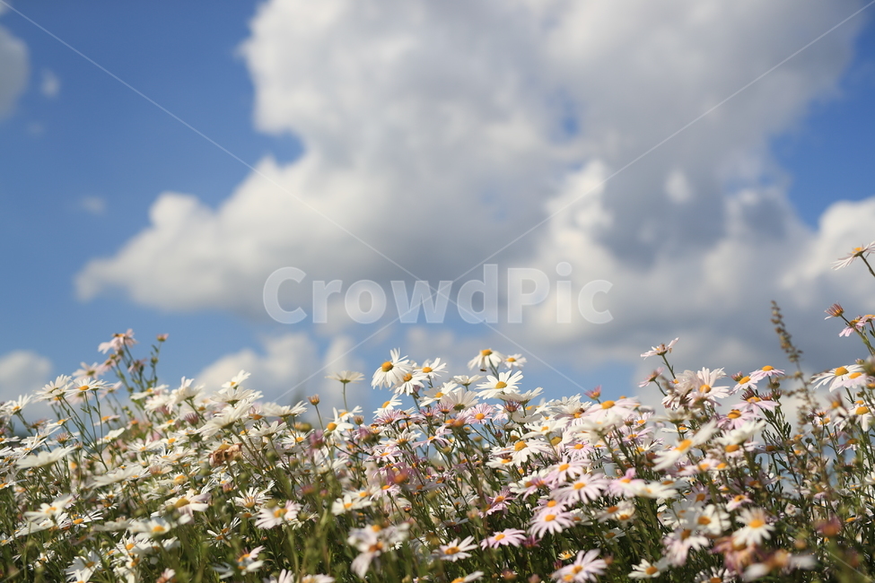 구절초,꽃,가을꽃,하늘,가을,식물,자연,plants,nature,꽃,flower