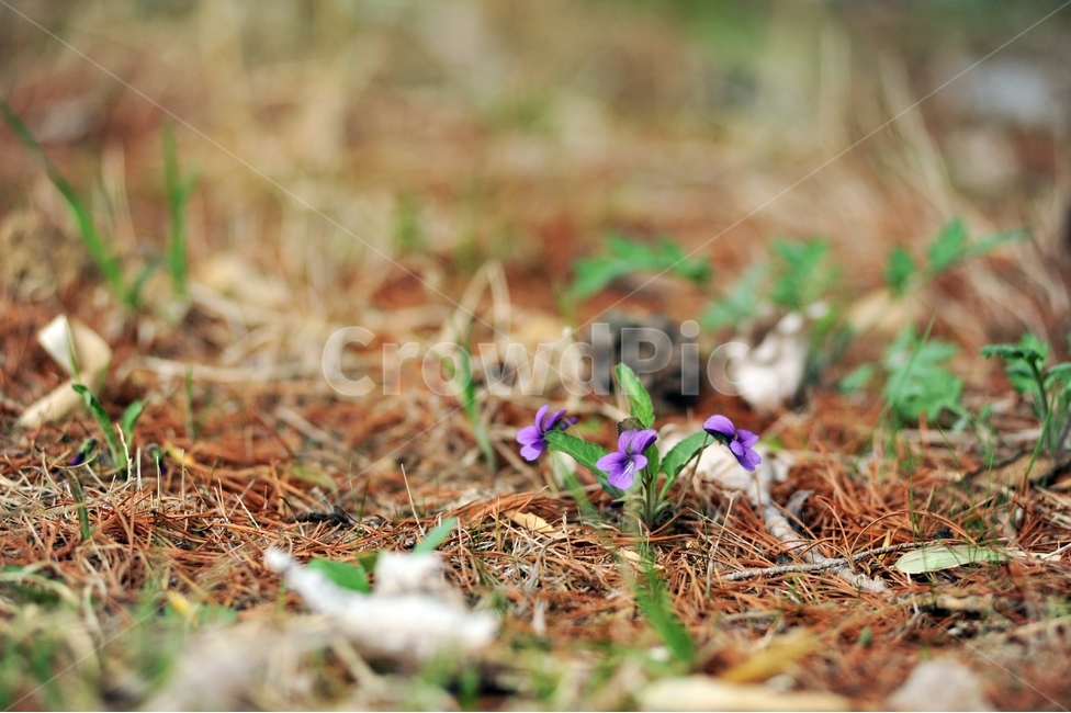 꽃,연보라,봄,계절,spring,season,식물,자연,plants,nature,flower,제비꽃,오랑캐꽃,꽃제비꽃,봄꽃,식물,자연,plants,nature,꽃,flower
