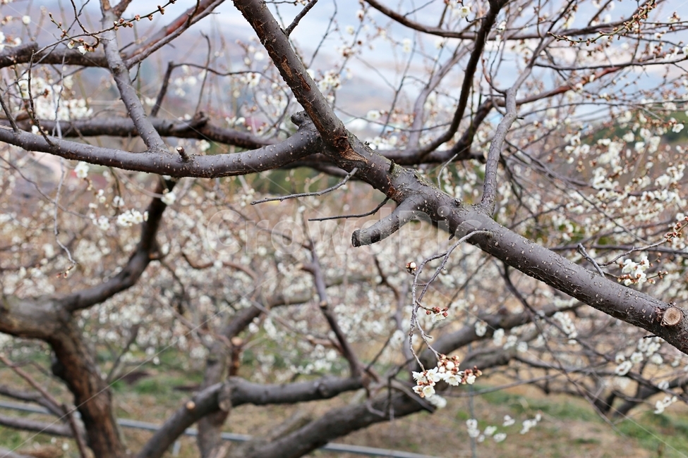 hadong,하동,매화축제,매화,매화꽃,꽃,flower,봄,계절,spring,season,식물,자연,plants,nature,꽃,flower,plant,blossom,cherry blossom,벚꽃