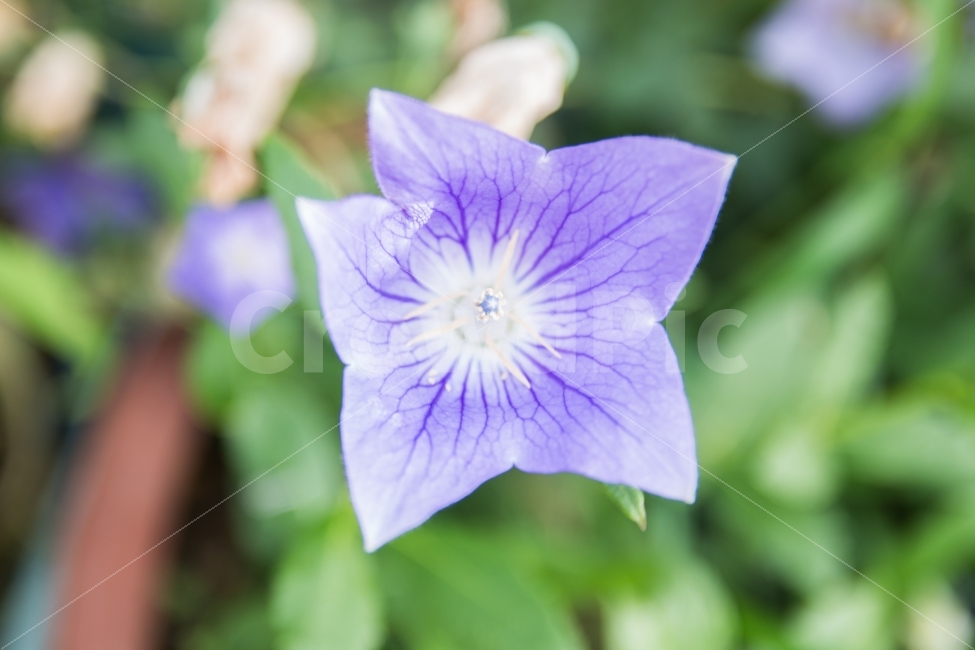 풍경,꽃,도라지꽃,보라,거리,flower,식물,자연,plants,nature,꽃,flower