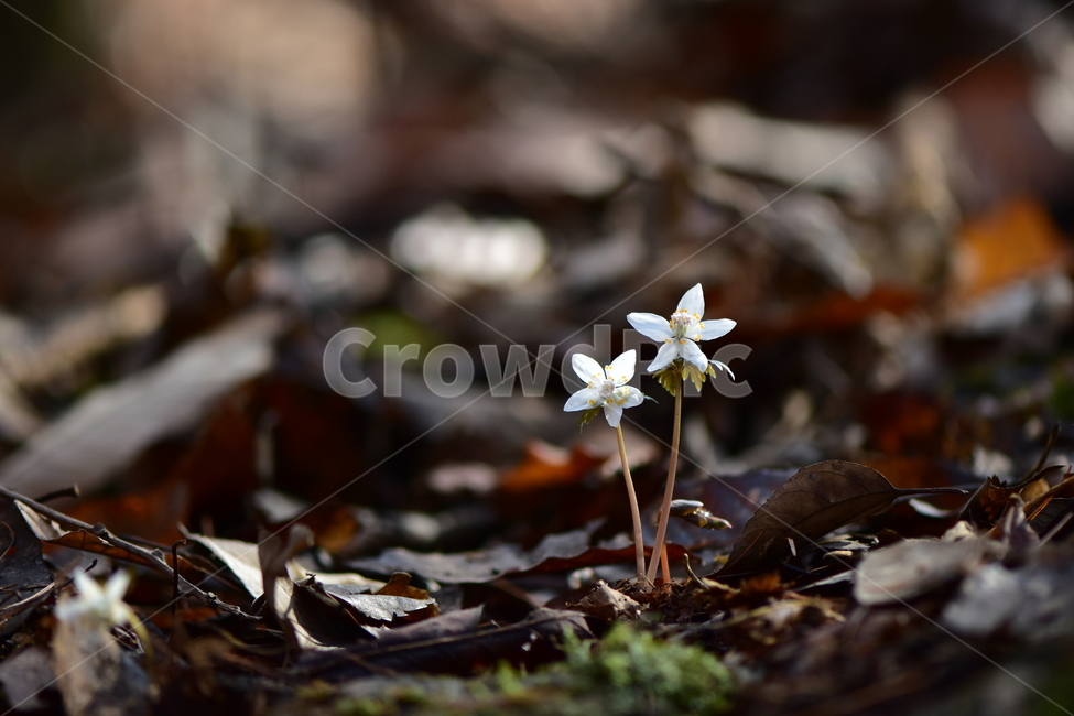 너도바람꽃,야생화,봄,꽃,풀꽃,자연,식물,식생,감성,힐링,plants,nature,spring,season,flower,emotion,feeling,흰색,초본,너도바람꽃속