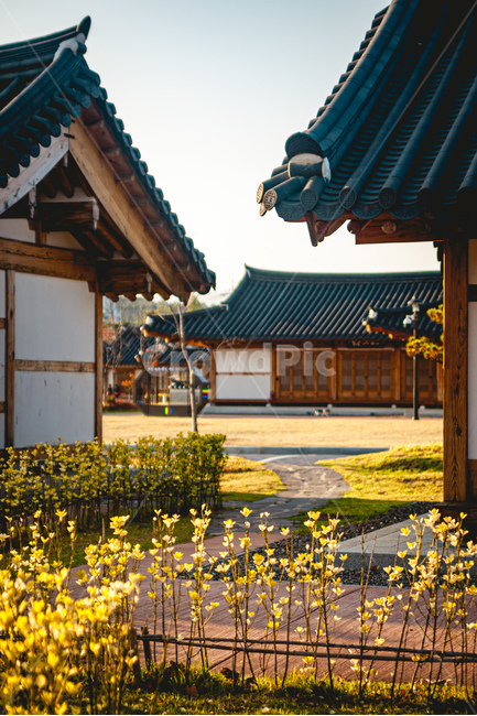 한옥,길,노을,식물,감성,한국전통,한국문화,korean traditional,korean culture,건축물,건물외관,exterior,building,structure,architecture,construction