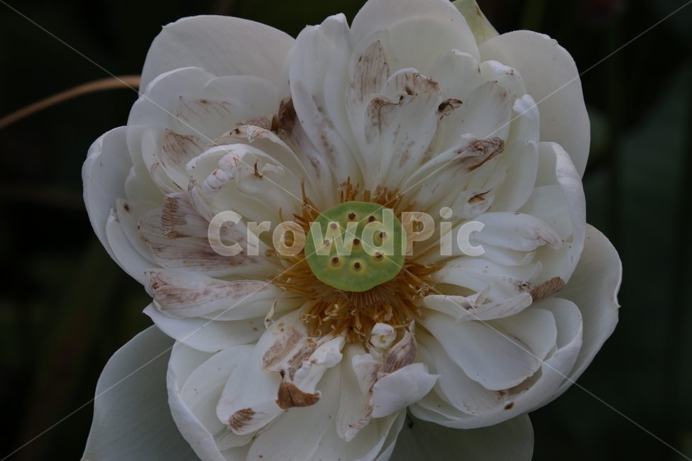 인연,연밥,생명,영원회귀,고요,정적,식물,자연,plants,nature,꽃,flower