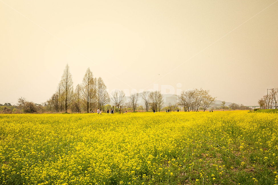유채꽃,노란꽃,한국,유채꽃밭,꽃,봄,계절,spring,season,자연,풍경,nature,landscape,outdoors,옥외,grassland,목초지,field,들,rural,농촌,farm,농장,meadow