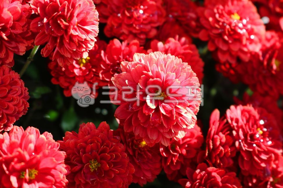 국화,꽃,국화꽃,식물,자연,야생화,들꽃,잎,꽃잎,소국,소국화,빨간국화,빨간색꽃,붉은국화,붉은색국화,붉은꽃,관상용,꽃밭,꽃,flower