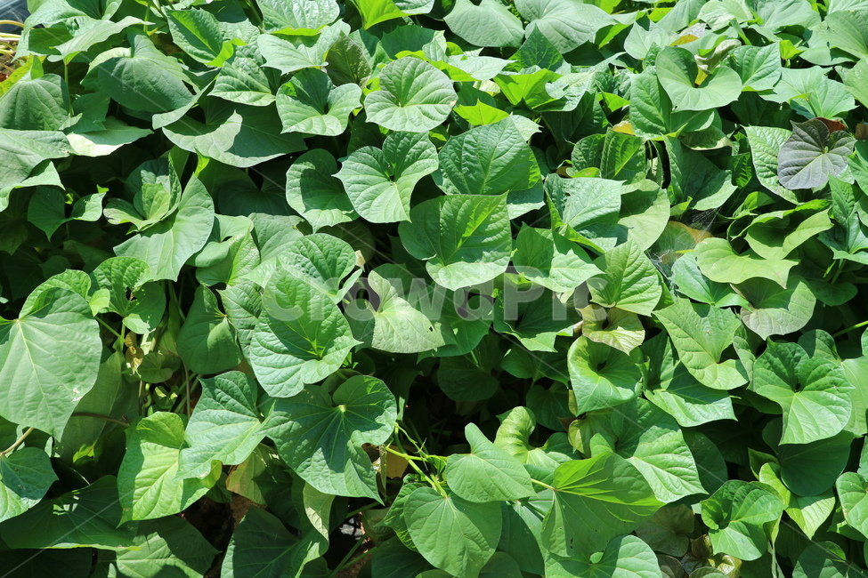 plant,식물,leaf,잎,밭,농작물,농사,시골,해,낮,초록