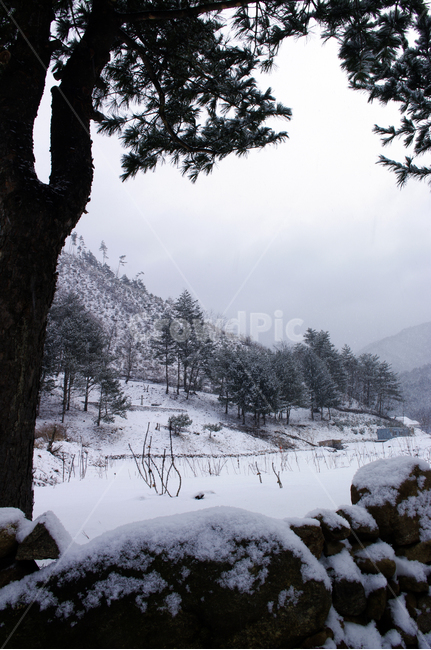 나무,식물,plant,겨울,winnter,설경,눈,겨울,계절,winter,season,자연,풍경,nature,landscape,tree,fir,전나무