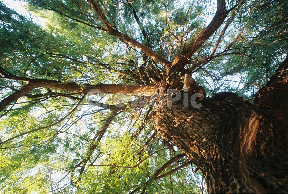 나무,배경,나무기둥,나뭇가지,식물,자연,nature,tree,plants