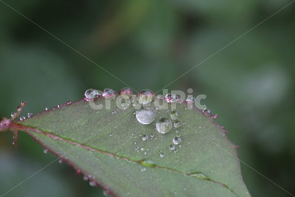 빗방울,raindrop,나뭇잎,물방울,leaf,waterdrop,식물,자연,plants,nature