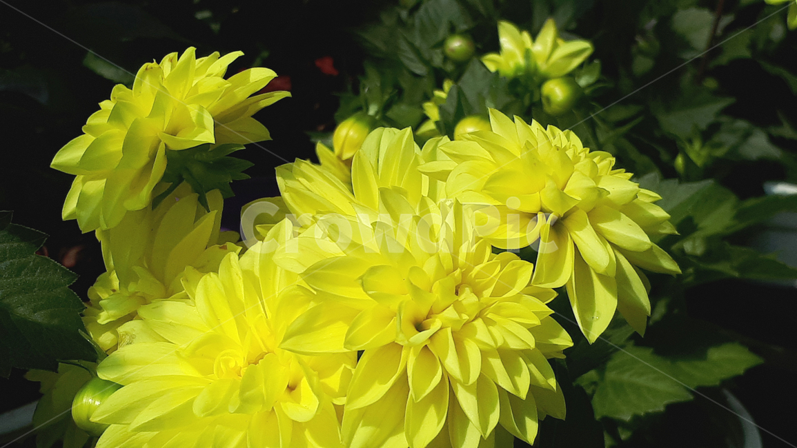 다알리아,꽃,plant,식물,봄,flower,식물,자연,plants,nature,꽃,flower