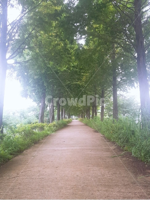 드라마촬영장소,공주시,메타세콰이어길,공주명소,힐링,조용한,웨딩촬영지,나무사이길,울창한나무,로맨틱,직선길