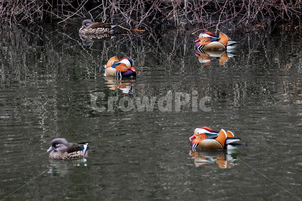 원앙,새,동물,호수,화려함,동물,animal,조류,새,birds