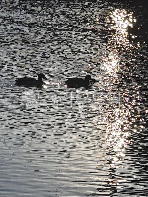 thunder duck,Thunder Duck Silhouette,teal silhouette,waterfowl silhouette,teal