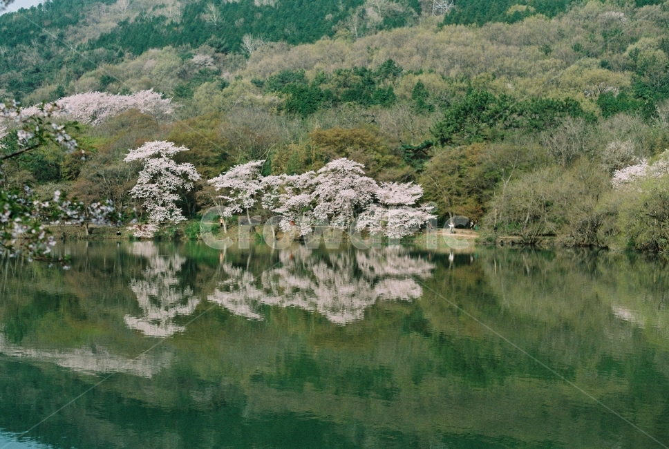 봄,벚꽃,반영,호수,진해,봄,계절,spring,season,자연,풍경,nature,landscape,한국자연풍경,한국자연경관,korea nature landscape,plant,식물