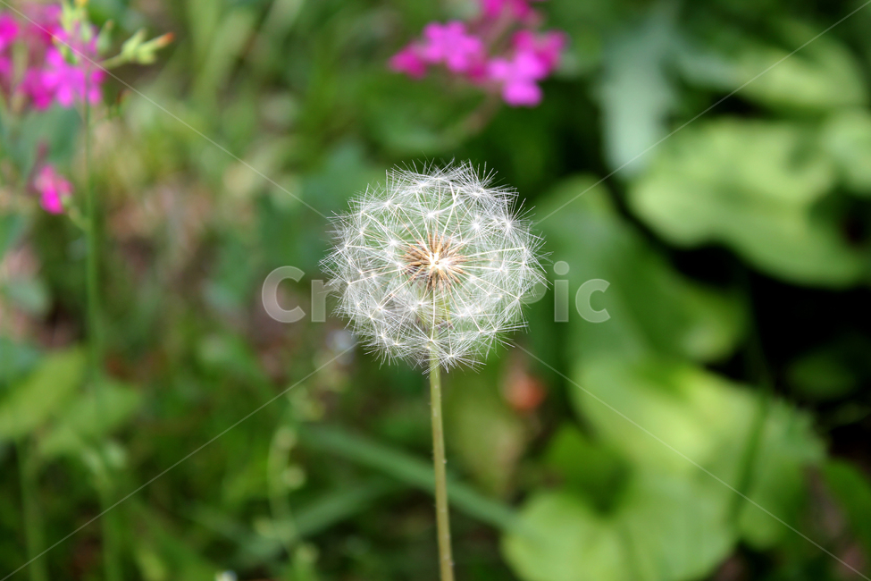 민들레씨,씨앗,민들레,민들레씨앗,씨,꽃씨,자연,식물,클로즈업,seed,plant,dandelion,green,녹색,그린,seeds,soft,부드러운,봄,spring,야외,정원,식물,자연,plants,nature,꽃,flower