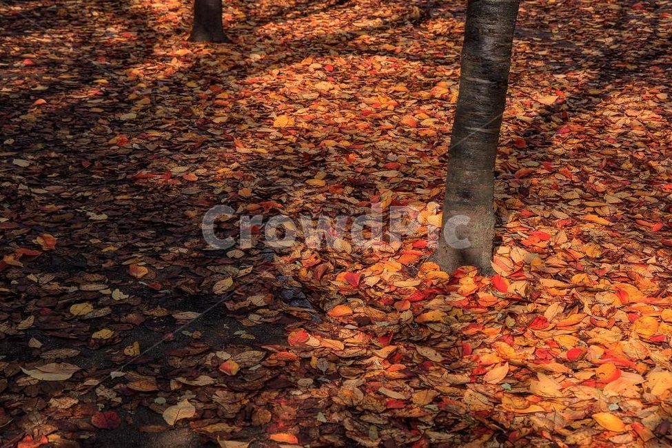 가을,낙엽,단풍,autumn,fall,nature,계절,season,나뭇잎,자연,식물,나무,tree,가을,계절,fall,autumn,season,plant,leaf,잎