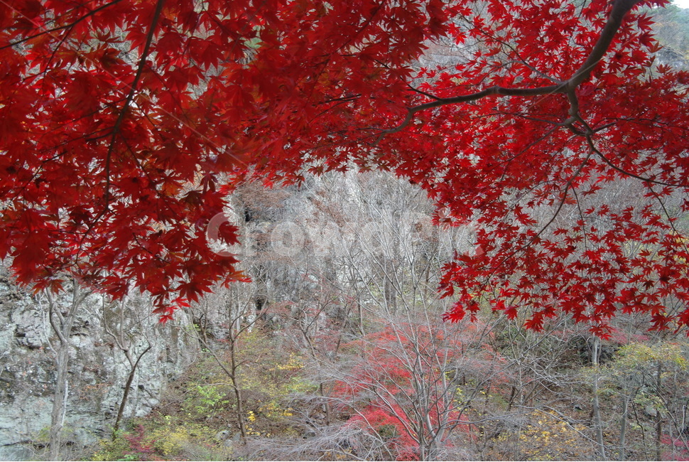 가을,낙엽,단풍잎,단풍나무,알록달록,계절,가을색,자연,단풍,leaf,잎,plant,식물,tree,maple