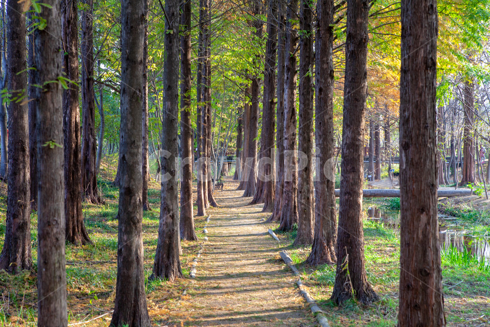 풍경,나무,길,자연,여름,자연,풍경,nature,landscape,tree,plant,식물,tree trunk,나무 줄기