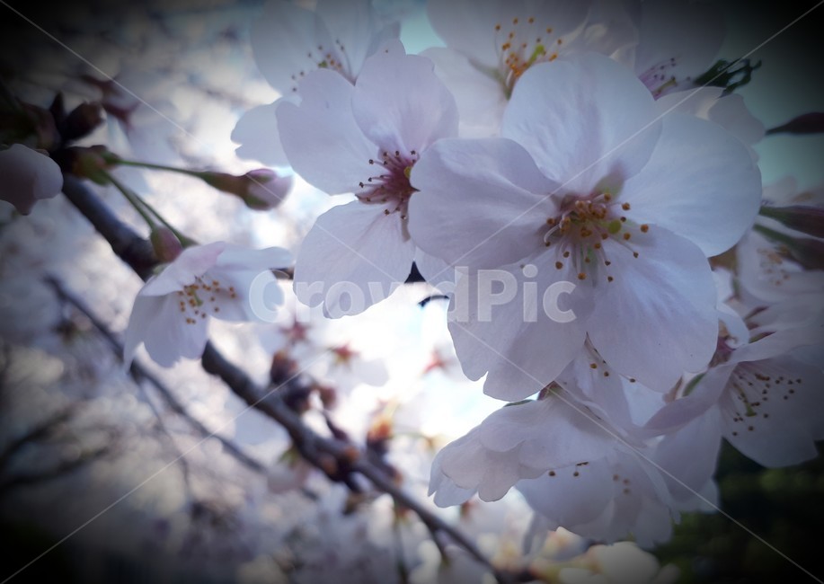 제주왕벚꽃,벚꽃,꽃,이쁜꽃,왕벚꽃,식물,자연,plants,nature,꽃,flower