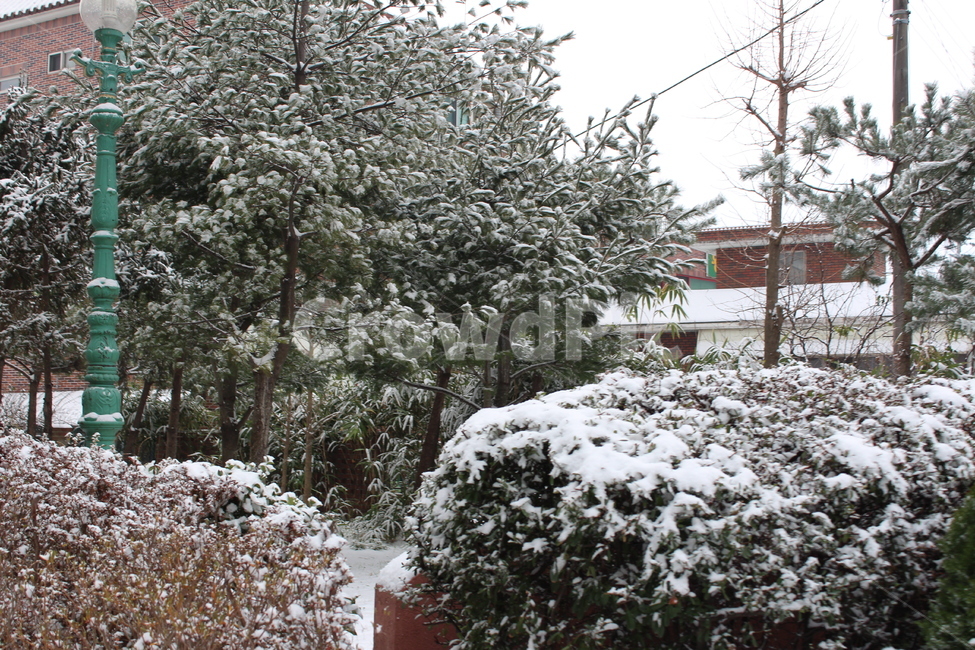 겨울,눈,snow,풍경,landscape,snowing,winter,겨울아침