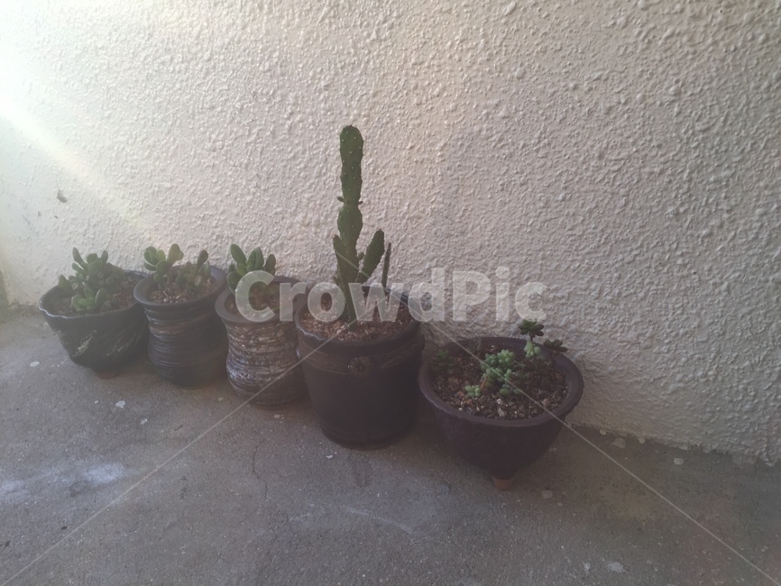 화분,다육이,선인장,식물,미니화분,식물,자연,plants,nature