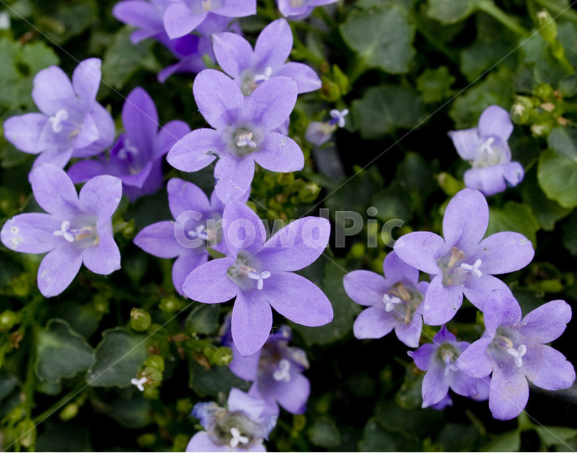꽃,아웃포커싱,별꽃,flower,자연,식물,자연,plants,nature,꽃,flower