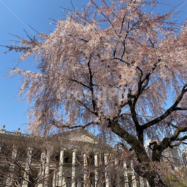 식물,plant,spring,봄,벚꽃,꽃,꽃나무,벚꽃나무,blossom,cherryblossom,flower