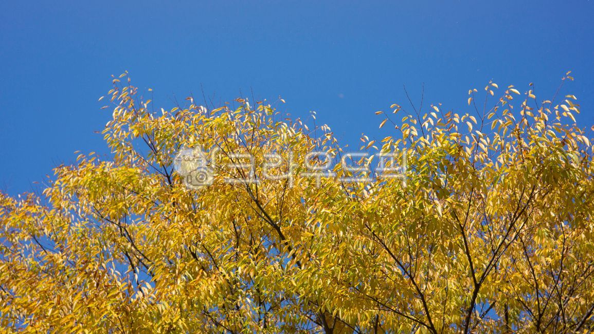sky,Maple leaf,Maple tree,tree leaves,tree,season,autumn,yellow maple leaves,Maple