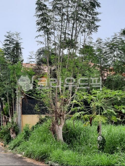 Philippine Moringa,moringa,moringa tree,malonggai tree,Malonggai