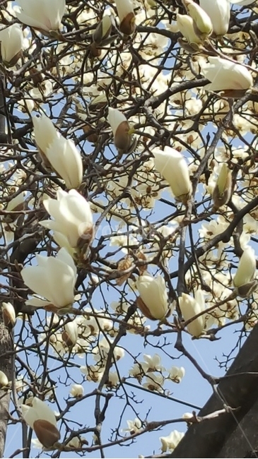 꽃,목련,나무,magnolia,tree