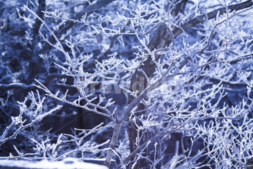 눈,설경,겨울,겨울산,나무,겨울,계절,winter,season,식물,자연,plants,nature,나무,trees,wood