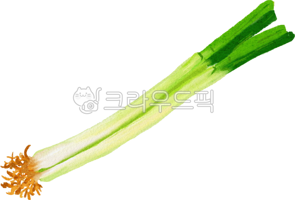 대파, 야채, 채소, 파, 식재료, 사진,이미지,일러스트,캘리그라피 - 안갱작가