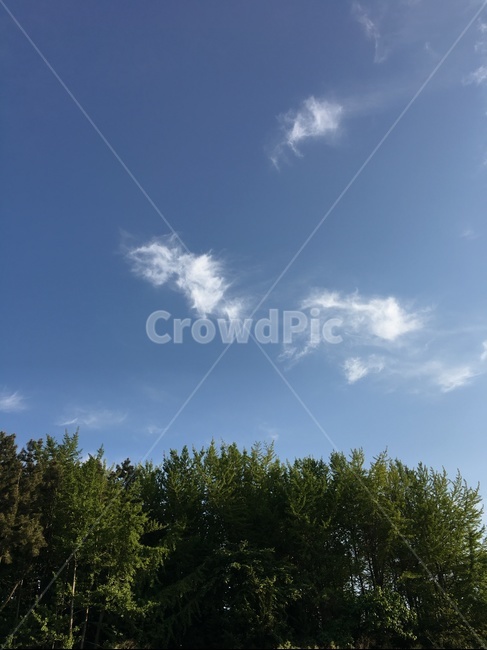 나무,자연,하늘,sky,구름