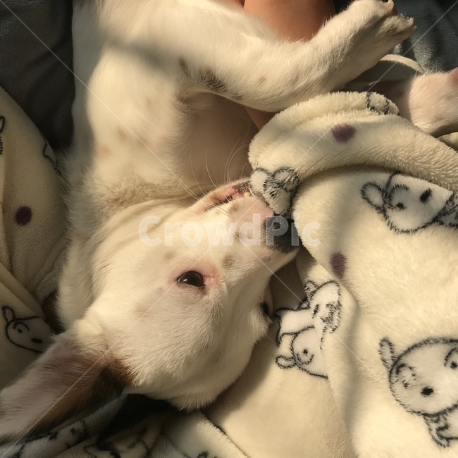 강아지,개,노을,감성,분위기,자연광,애완견,dog,per,sunlight,sun