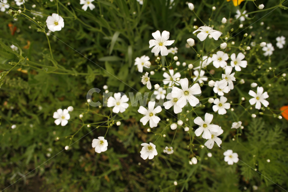 안개꽃,식물,flower,plants,nature,꽃,꽃봉오리,꽃밭,식물,자연,plants,nature,꽃,flower