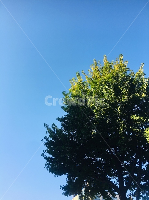 tree,나무,plant,식물,자연,풍경,한국자연관광,한국자연풍경,맑음,하늘,구름,조화,깨끗,날씨,여름,가을,봄,계절