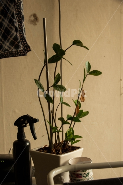 화초,식물,화분,난,꽃,집,따스한,따듯한,식물,자연,plants,nature,실내용화초,화분,화초,house plant,인테리어,실내디자인,interior design