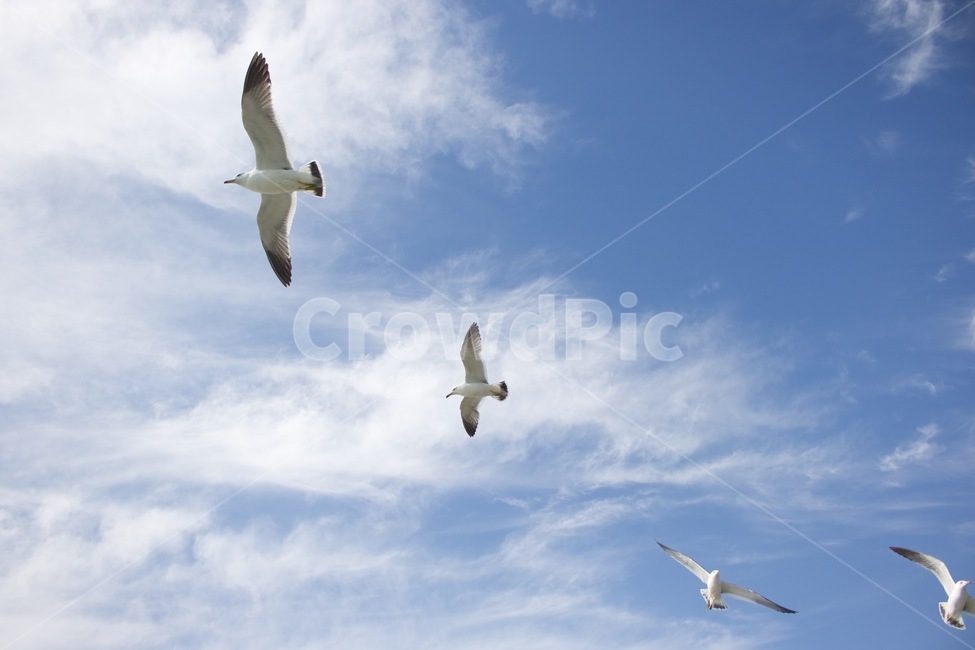 갈매기,갈매기떼,하늘,바다,구름,새,날다,자연,풍경,nature,landscape,동물,animal,조류,새,birds,bird,flying,나는