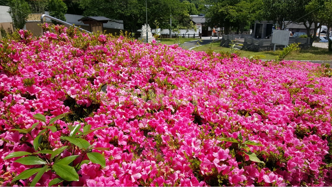 철쭉,봄,5월,봄꽃,꽃,따뜻한날씨,포근,예쁜,꽃사진,봄,계절,spring,season,식물,자연,plants,nature,꽃,flower,geranium,제라늄,plant,blossom,petal,꽃잎