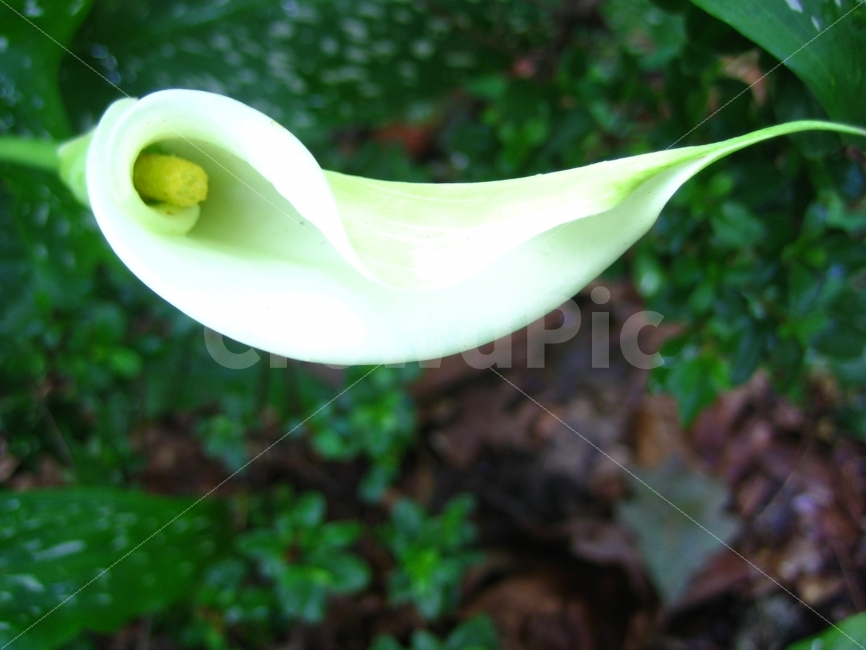 꽃,숲,순수,화이트,정갈함,애틀란타,식물,자연,plants,nature,꽃,flower