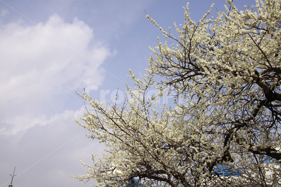 매화꽃,봄,봄꽃,풍경,자연,계절,꽃,spring,season,nature,flower,봄,계절,spring,season,자연,풍경,nature,landscape,plant,식물