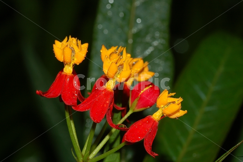 자연,꽃,화려함,예쁜,Nature,Flower,Beautiful,Colorful,노랑,빨강,식물,자연,plants,nature,꽃,flower